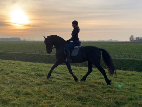 View Friesian horse purchasing details for THOR