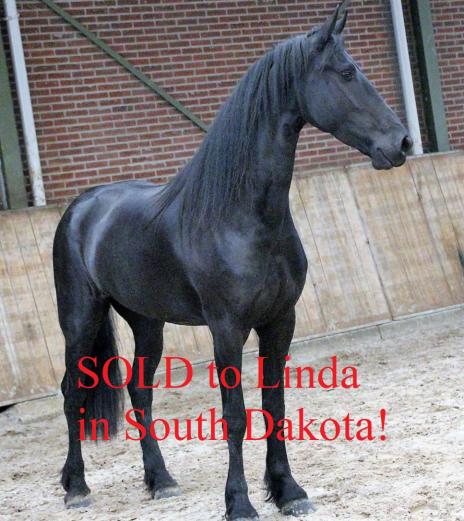 View Friesian horse purchasing details for EMBER