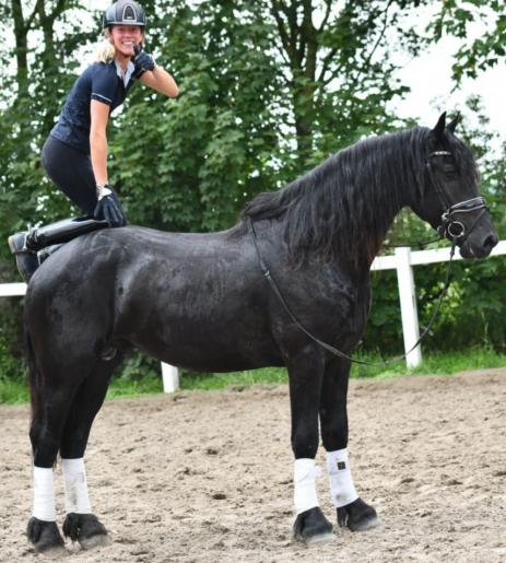 View Friesian horse purchasing details for Finne
