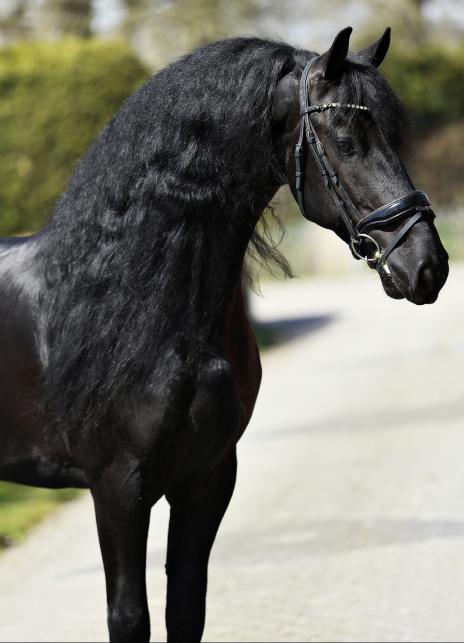 View Friesian horse purchasing details for Bouwe SPORT 
