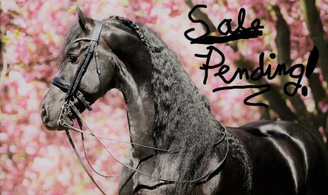 View Friesian horse purchasing details for ROCCO STER & SPORT