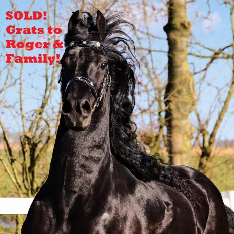 View Friesian horse purchasing details for Edison