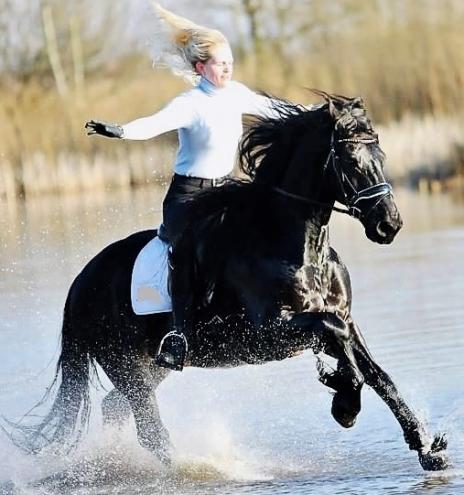 View Friesian horse purchasing details for BRANDUS STER