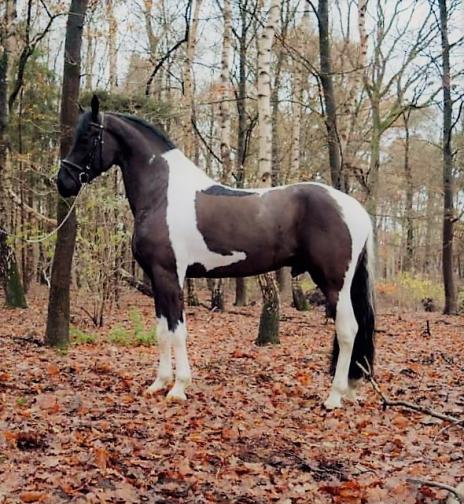 View Friesian horse purchasing details for GERLOF