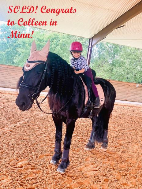 View Friesian horse purchasing details for GERSHON