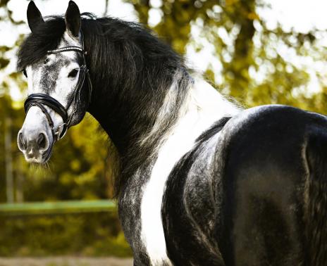 View Friesian horse purchasing details for GREYSON