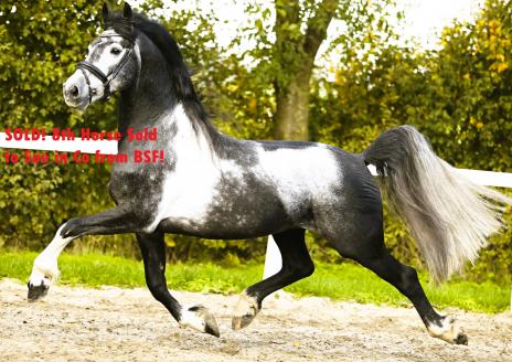 View Friesian horse purchasing details for GREYSON