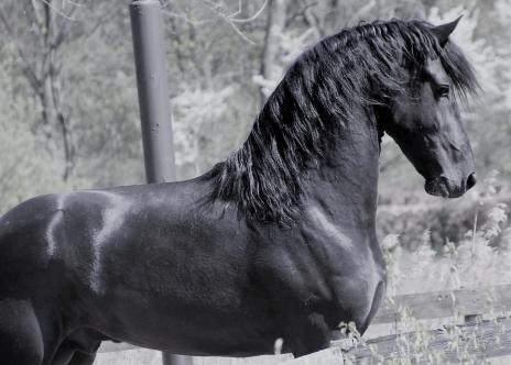 View Friesian horse purchasing details for HAIKE BSF