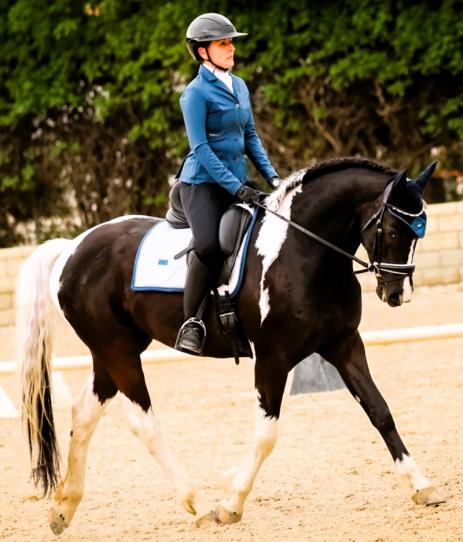 View Friesian horse purchasing details for KENZO