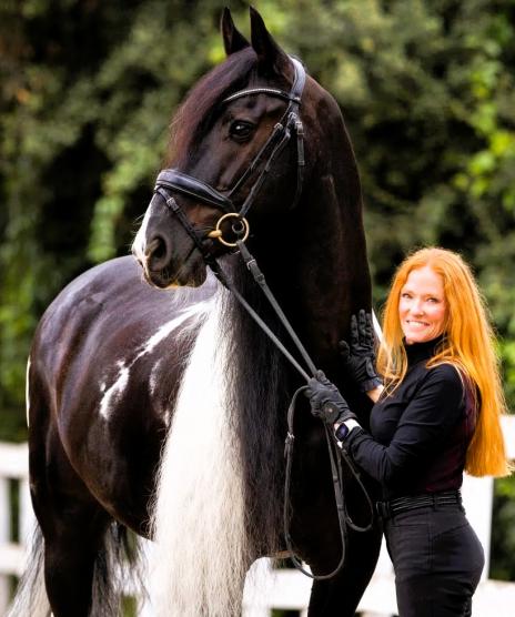 View Friesian horse purchasing details for Calvijn BP 39