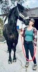 View Friesian horse purchasing details for CHES