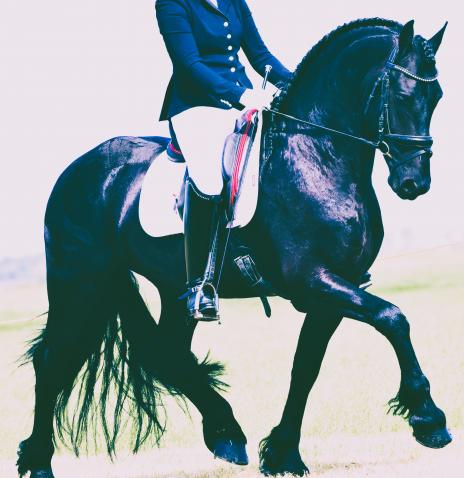 View Friesian horse purchasing details for Hedzer-Auke