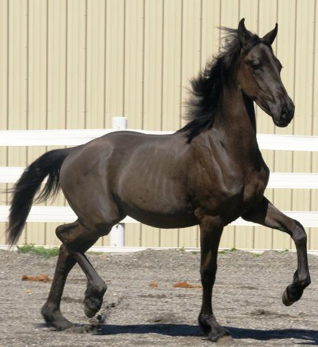View Friesian horse purchasing details for Helena