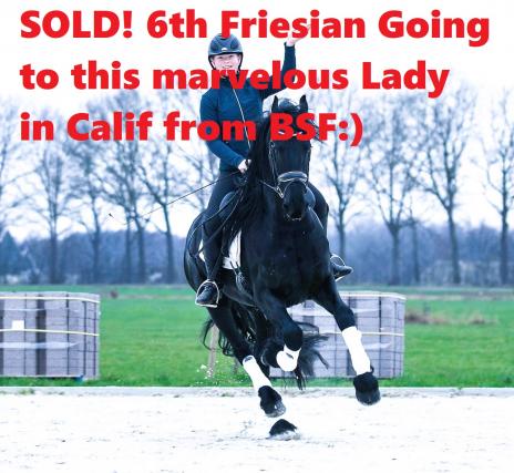 View Friesian horse purchasing details for Helmet