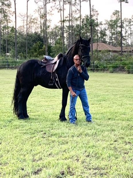 View Friesian horse purchasing details for HILDEBRAND