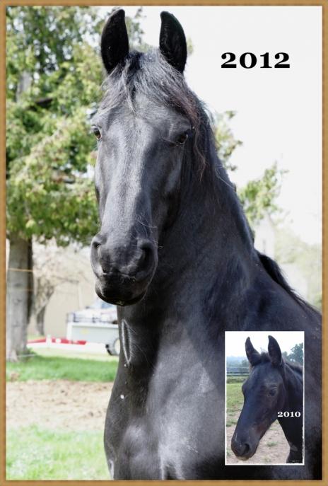 View Friesian horse purchasing details for Indigo