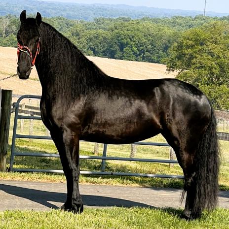 View Friesian horse purchasing details for JAMILA