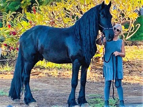 View Friesian horse purchasing details for Timon SPORT