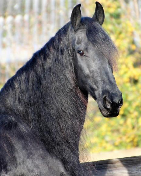 View Friesian horse purchasing details for Jauke