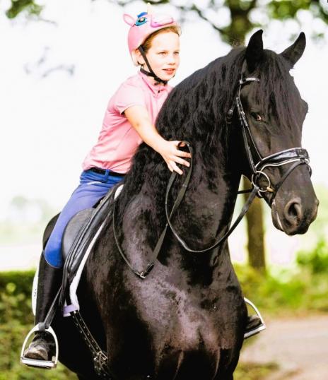 View Friesian horse purchasing details for JAXX STER