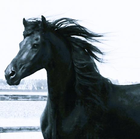 View Friesian horse purchasing details for JAYDEN STER