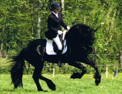 View Friesian horse purchasing details for Jesse fan Panhueys STER
