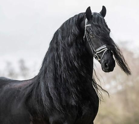 Horse Photo