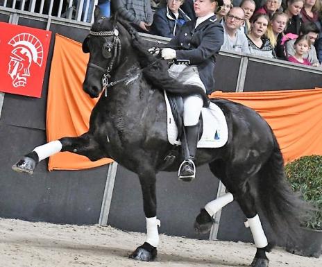 View Friesian horse purchasing details for Jetske STER SPORT AA