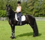 View Friesian horse purchasing details for Jillis STER 