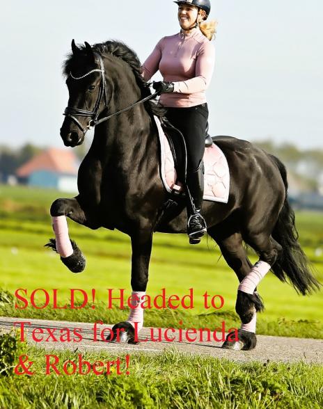 View Friesian horse purchasing details for JO