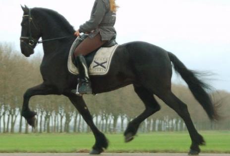 View Friesian horse purchasing details for Jochem