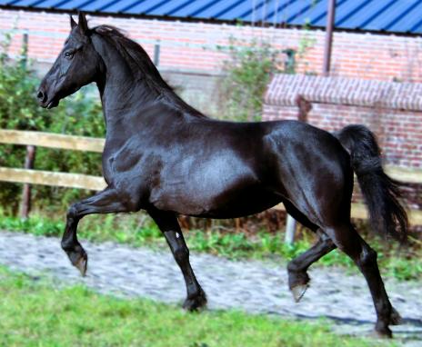 View Friesian horse purchasing details for JOSEPHINE