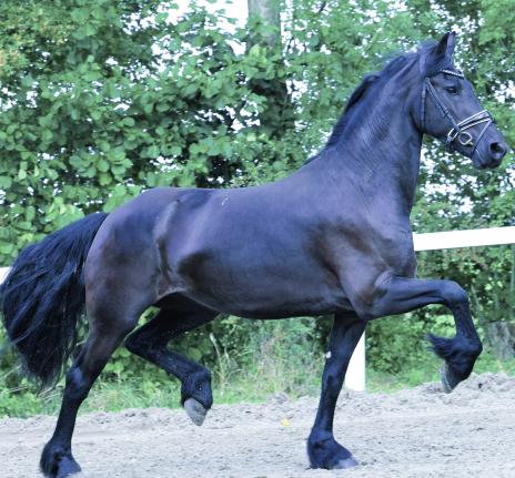View Friesian horse purchasing details for JO