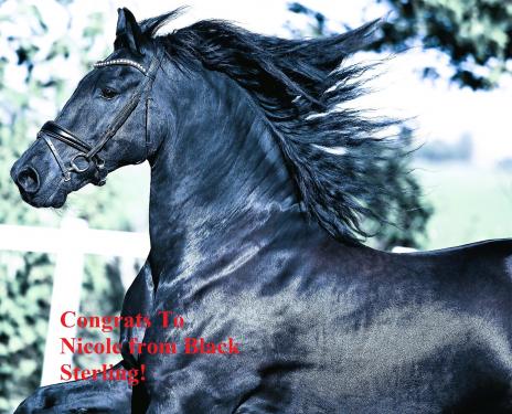 View Friesian horse purchasing details for JOVANN