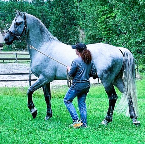 View Friesian horse purchasing details for REMINGTON STEELE