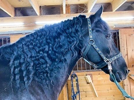 View Friesian horse purchasing details for REED