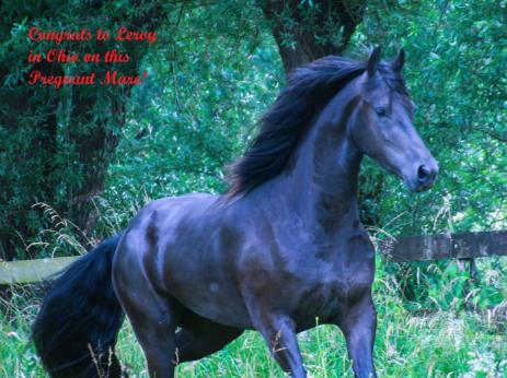 View Friesian horse purchasing details for KIRA