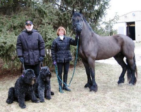 View Friesian horse purchasing details for Lancelot BSF