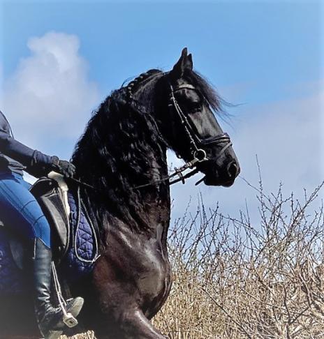 View Friesian horse purchasing details for LAZARUS