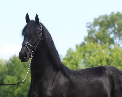 View Friesian horse purchasing details for Leafde STER