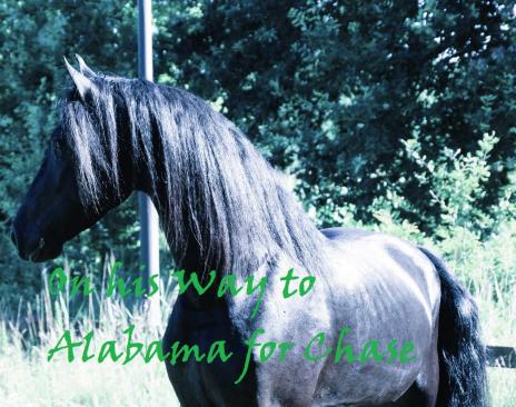 View Friesian horse purchasing details for LELAND