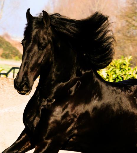 View Friesian horse purchasing details for LES