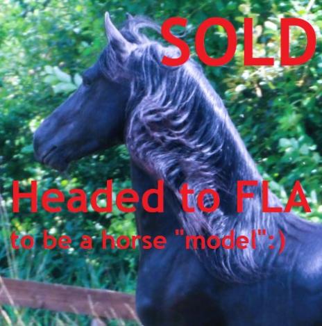 View Friesian horse purchasing details for LEVI