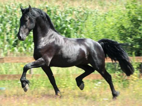 View Friesian horse purchasing details for LIAM