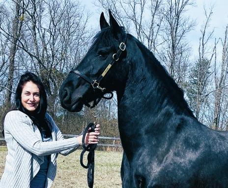 View Friesian horse purchasing details for LIZA