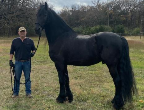 View Friesian horse purchasing details for LUCA BSF