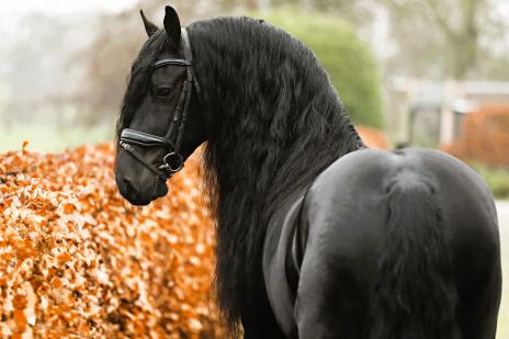 View Friesian horse purchasing details for MACHO MAN