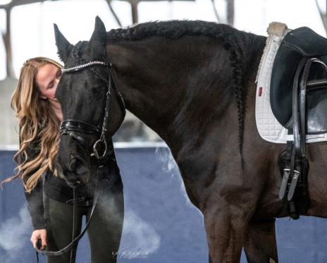 View Friesian horse purchasing details for TEDMAN