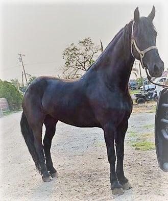 View Friesian horse purchasing details for Bonita S.