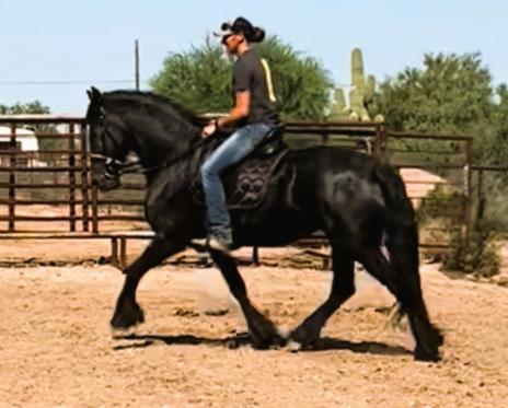 View Friesian horse purchasing details for MARLEY